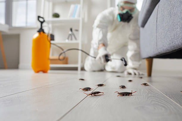 Affordable Termite Control solutions in De Leon, TX
